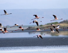Flamingi nad jeziorem Natron <br> fot. Sławomir Bieniek </br>