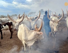 Cattle camp Mundari fot. Artur Urbański