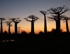 Madagaskar. Aleja Baobabów
