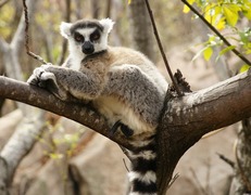 Madagaskar. Rezerwat Anja