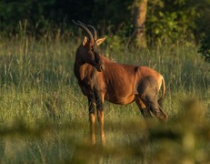 Kob ugandyjski  fot. Sławomir Bieniek