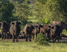 Bawoły w Queen Elizabeth National Park  fot. Sławomir Bieniek