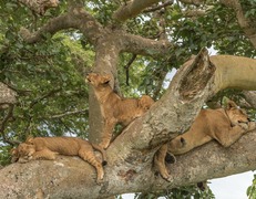 Lwy w Qeen Elizabeth National Park fot. Sławomir Bieniek