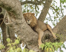 Lew w Queen Elizabeth National Park  fot. Sławomir Bieniek