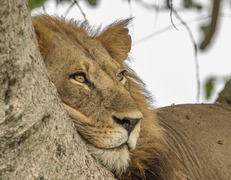 Lew w Queen Elizabeth National Park  fot. Sławomir Bieniek