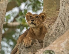 Lew w Queen Elizabeth National Park  fot. Sławomir Bieniek