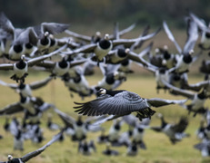 Przylot Bernikli kanadyjskich z Grenlandii fot. MIchał Łukaszewicz
