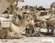 Danakil  fot. Artur Urbański