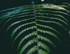 fot. Yoal Desurmont/Unsplash