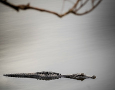 Ibera fot. Sentidos Humanos/Unsplash